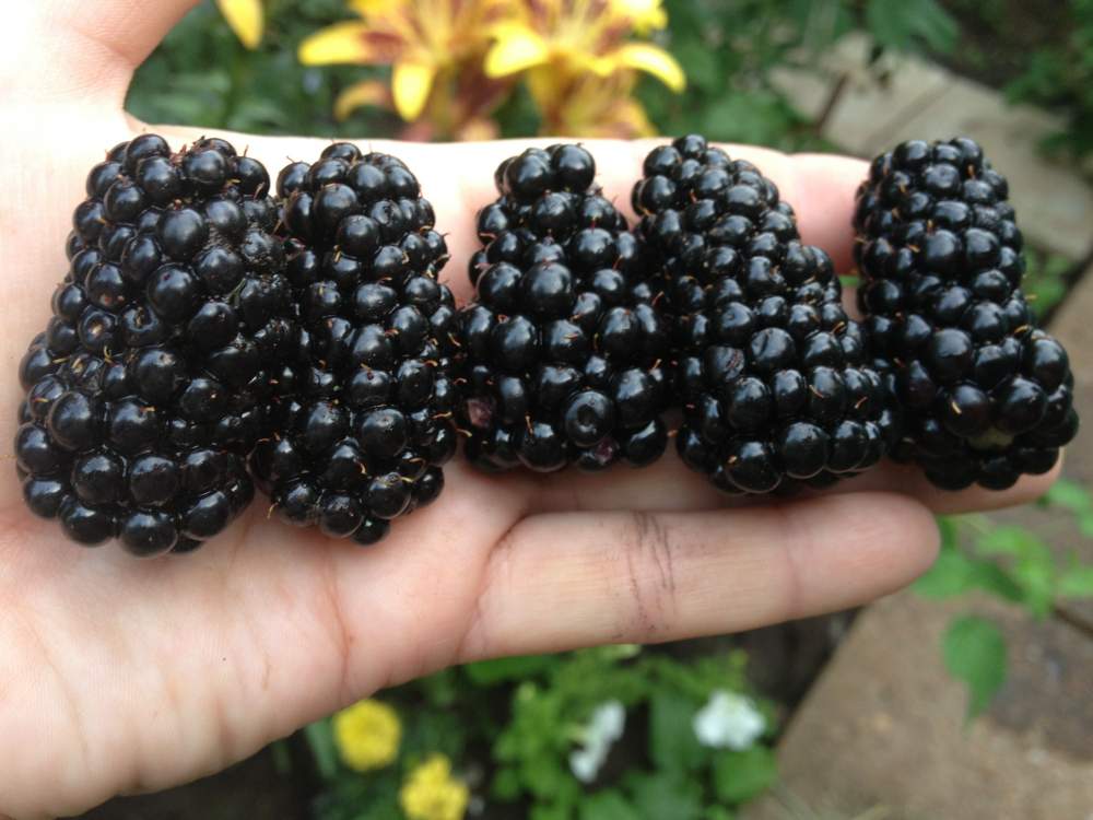 ягода ежевики, полезные свойства, саженцы еджвики