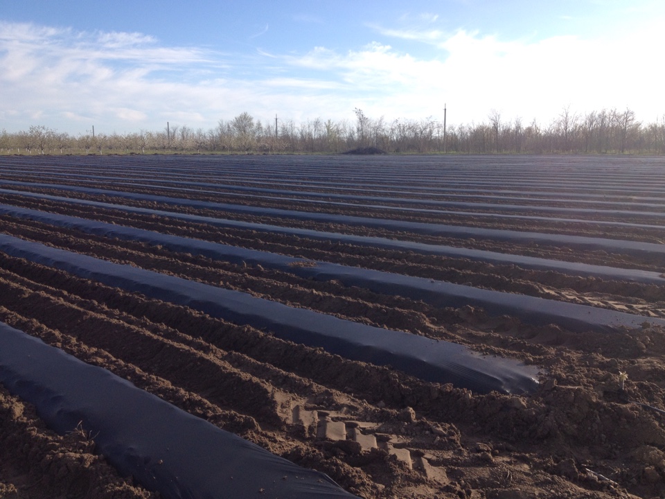 выращивание клубники на агроволокне, заказать клубнику фриго