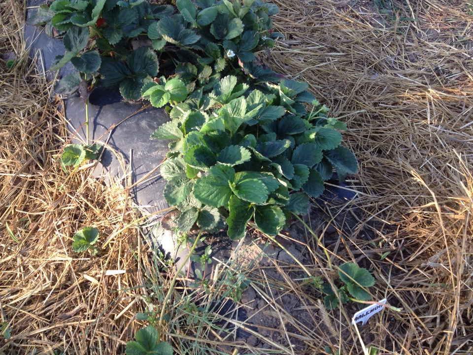 мульчирование клубники, саженцы клубники, купить саженцы клубники в Украине