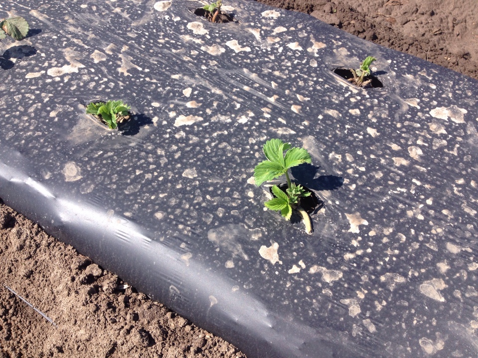 посадка клубники на агроволокно, рассада клубники, саженцы клубники
