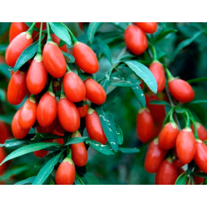 Годжи сорт  Сахарный гигант 1 летние, Р9