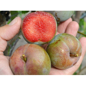 Плуот сорт Флавор Супреме, подвой алыча Плуот сорт Флавор Супреме, подвой алыча