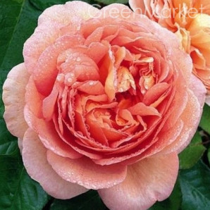 Саджанці троянд сорт Абрахам дерби Саджанці троянд сорт Абрахам дерби