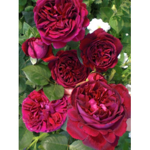 Саджанці троянд сорт Фольстаф Саджанці троянд сорт Фольстаф