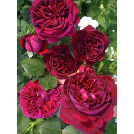 Саджанці троянд сорт Фольстаф