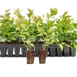 Саджанці лохини у касетах в Україні Саджанці лохини у касетах в Україні