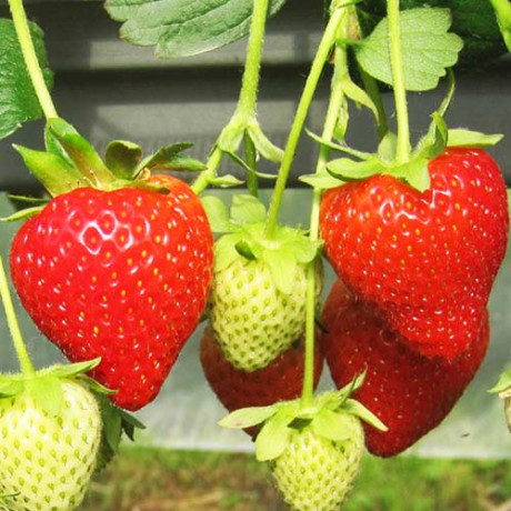 Саженцы клубники сорт Моллинг Аллюр в кассетах, 84 ячейки