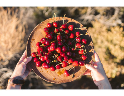 Эффективные способы борьбы по избавлению от червей в черешне Эффективные способы борьбы по избавлению от червей в черешне