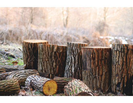 Пень: как избавиться без механического искоренения