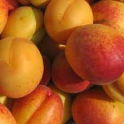 Ранние сорта абрикоса. Купить саженцы в Украине Ранние сорта абрикоса. Купить саженцы в Украине