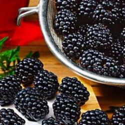 Средние сорта ежевики