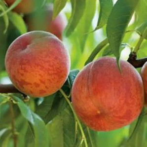 Персик поздний сорт Pf 24007, подвой маньчжурский персик Персик поздний сорт Pf 24007, подвой маньчжурский персик