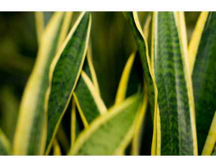 Пальма Драцена, правильный уход и особенности выращивания