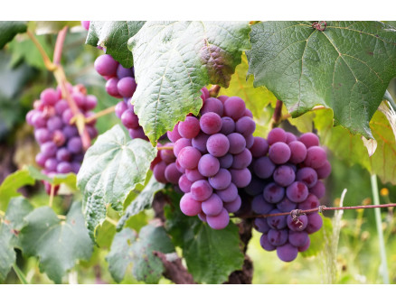 Подкормка ягодных растений в июне: секреты обильного урожая Подкормка ягодных растений в июне: секреты обильного урожая