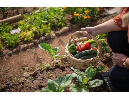 Избавляемся от сорняков в огороде: эффективные методы контроля в июне