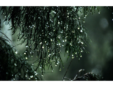 Комплексный подход к обработке хвойных растений. Схема внесения удобрений и опрыскивания по сезонам