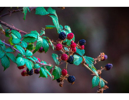 Причины, по которым не созревают ягоды ежевики и как исправить данную проблему Причины, по которым не созревают ягоды ежевики и как исправить данную проблему