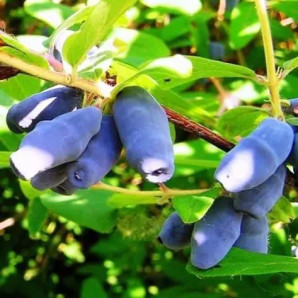 Жимолость Аврора 2 річна, конт. 1.5 л (середнього терміну)