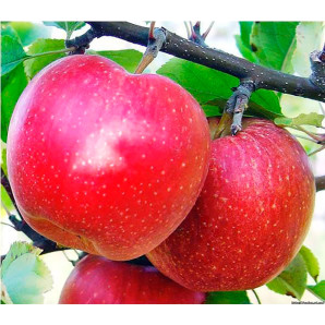 Яблоня осеняя сорт Гала Шнига Яблоня осеняя сорт Гала Шнига