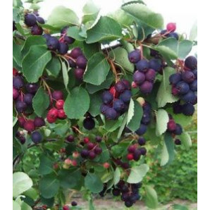 Ірга Нортлайн, 2 річна, конт. 7.5 л Ірга Нортлайн, 2 річна, конт. 7.5 л