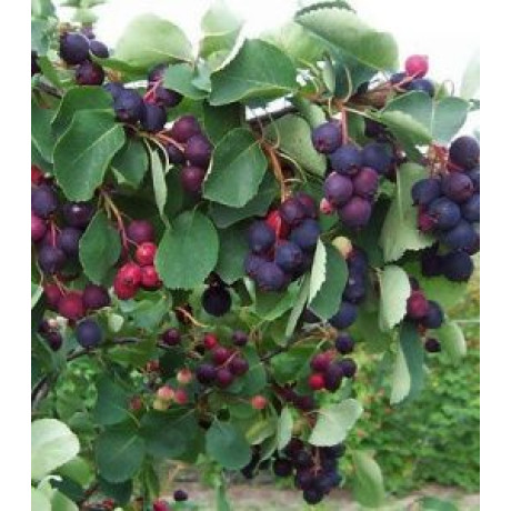 Ірга Нортлайн, 2 річна, конт. 7.5 л