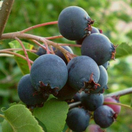 Ірга Sleyt, 1 річна, конт. 1.5 л