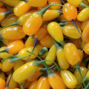 Годжи сорт Амбер свит 1 летние, p9