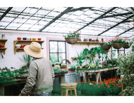 Догляд за тепличними рослинами на початку літа: поради садівника