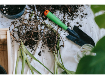 Борьба с вредителями и болезнями растений в саду: сезонные рекомендации