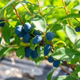 Жимолость Boreal Beast 2 летняя, конт. 1.5 л