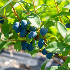 Жимолость Boreal Beast, 2 річна, конт. 1.5 л