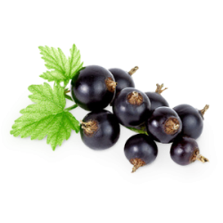 Саджанці чорної смородини Саджанці чорної смородини