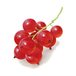 Саджанці червоної порічки (смородини) купити в Україні Саджанці червоної порічки (смородини) купити в Україні