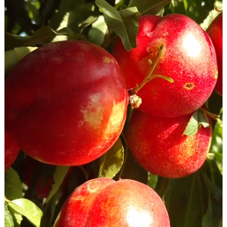 Нектарин сорт Роуз Диамонд Нектарин сорт Роуз Диамонд