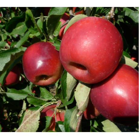 Яблоня осенняя сорт Стори Яблоня осенняя сорт Стори