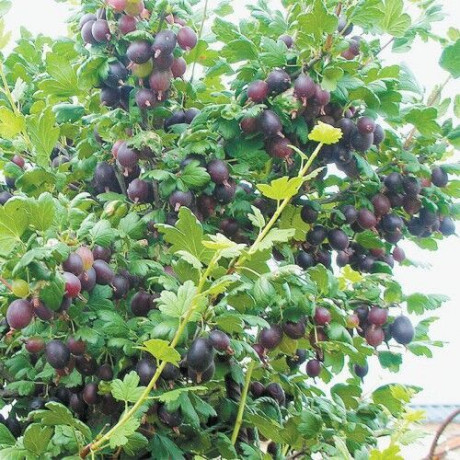 Аґрус сорт Чорноморець Аґрус сорт Чорноморець