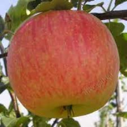 Літні сорти яблунь