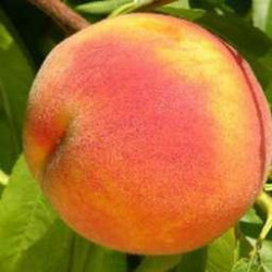 Ранние сорта персика Ранние сорта персика