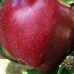 Зимові сорти яблунь купити в Україні Зимові сорти яблунь купити в Україні