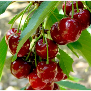 Вишня сорт Ксенія, підщепа магалєпка Вишня сорт Ксенія, підщепа магалєпка