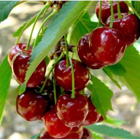 Вишня сорт Ксенія, підщепа магалєпка