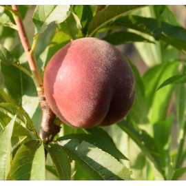 Персик сорт Шугар Тайм (раннего срока созревания)