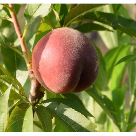 Персик сорт Шугар Тайм (раннего срока созревания)