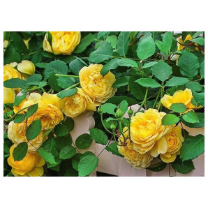 Саджанці троянд сорт Вьючка Жовта Саджанці троянд сорт Вьючка Жовта