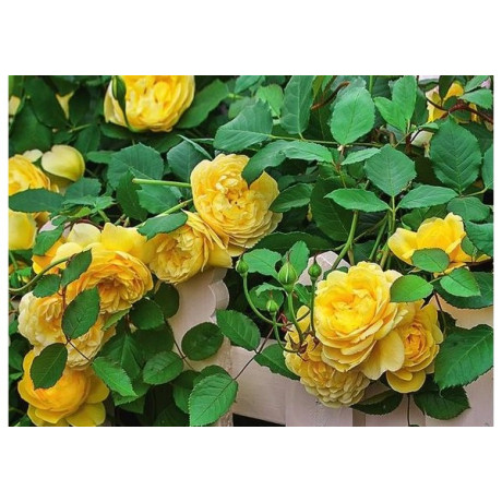Саджанці троянд сорт Вьючка Жовта