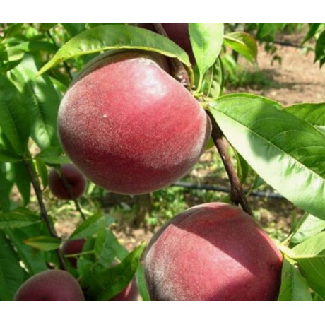 Персик сорт Саджитария, подвой миндаль Персик сорт Саджитария, подвой миндаль