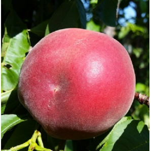 Персик сорт Сенсейшн (Sensation) Персик сорт Сенсейшн (Sensation)