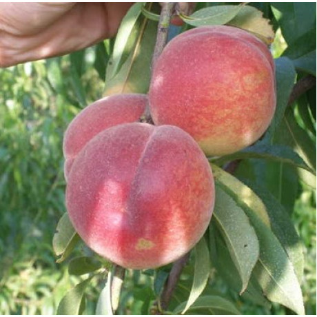 Саженцы персика сорт Франсуаза