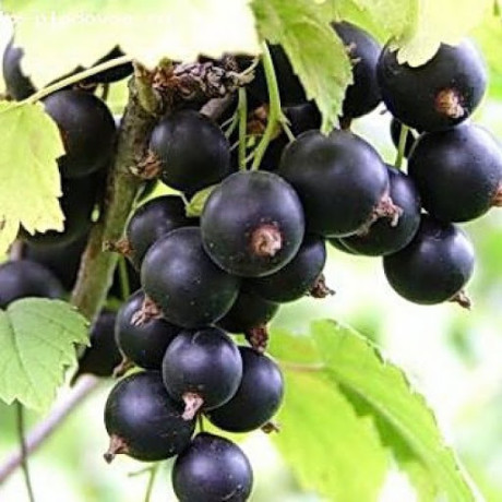 Смородина cорт Скарб 1 річна, напівупакована