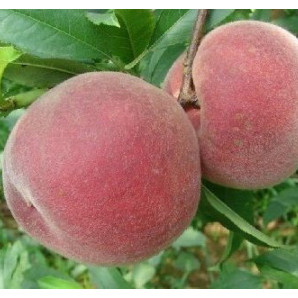Саженцы персика сорт Эрли Крест Саженцы персика сорт Эрли Крест